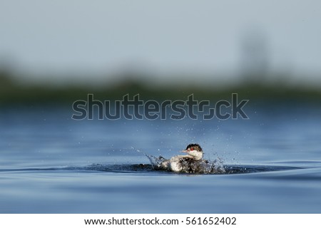 A Horned Grebe splashes vigorously in the bright blue water on a sunny day.