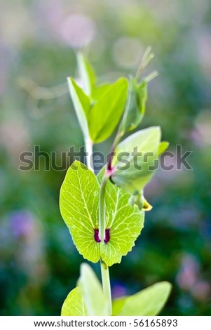 plants for natural background, fluffy wild plant grouped in sunny day