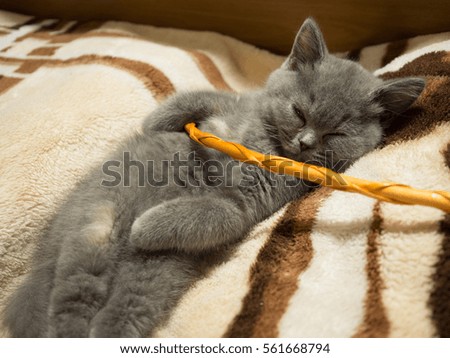kitten, gray, British Fold