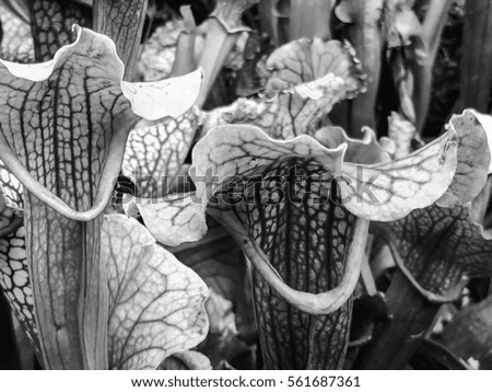 Close-up macro photography of tropical pitcher plants or monkey cups that is nepenthes