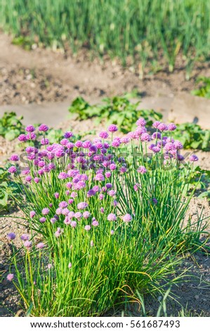 Blossoming chive on a vegetable garden bed.  Vitamins healthy biological homegrown spring organic - stock image