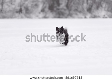 Border Collie Dog Running on Snow. Frozen Lake. Winter Background. 