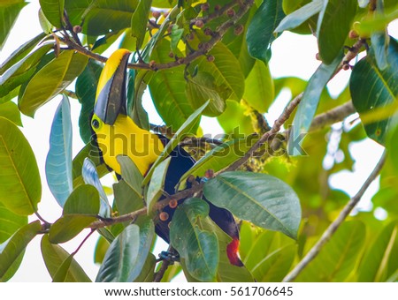 Yellow toucan bird on the green tree among the leaves in the jungle of Ecuador with soft focus