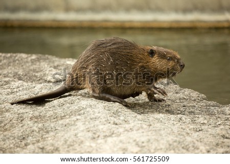 Eurasian beaver (Castor fiber) . Royalty-Free Stock Photo #561725509