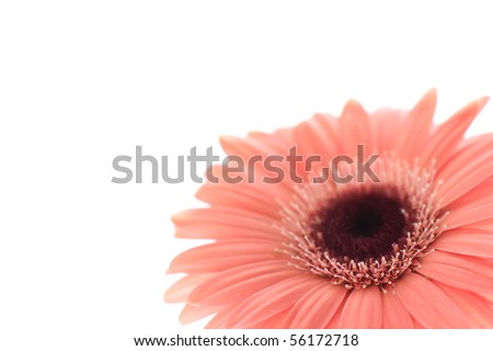 Gerbera in Pastel Pink isolated on white background. Copy space for your message