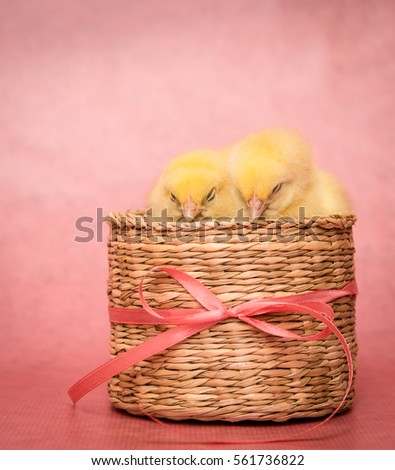 Two fluffy chicks  sitting in a willow basket,easter,copy space.