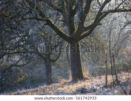 apple trees in winter in evening light gives a romantic background