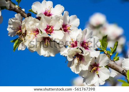 Close-up flower of almond and Bee, Bumblebee, Moscow