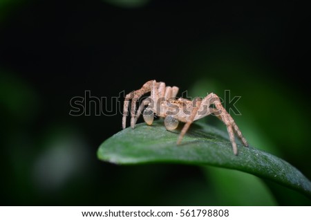 Spider on a green leaf (Philodromus dispar)