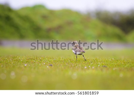 Cute golden plover. Green grass background
European Golden Plover / Pluvialis apricaria