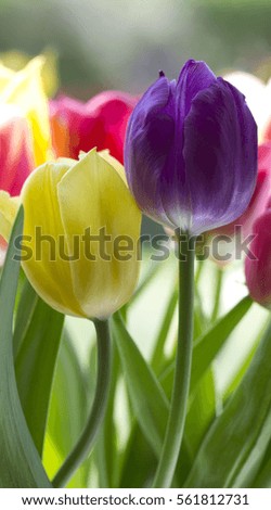 Yellow Purple Tulip