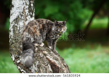 the cat has climbed highly on a tree. Portrait of a Maine Coon outdoors. Looks afar. the cat hunts. Royalty-Free Stock Photo #561835924