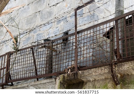 The gray building like a prison for the fence with barbed wire. From the hole looks black cat.