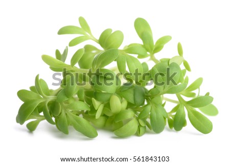 cress bunch isolated on white background Royalty-Free Stock Photo #561843103
