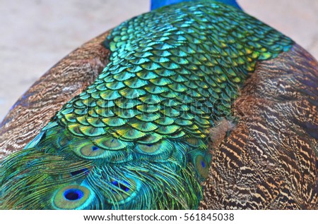 Peacock feathers 