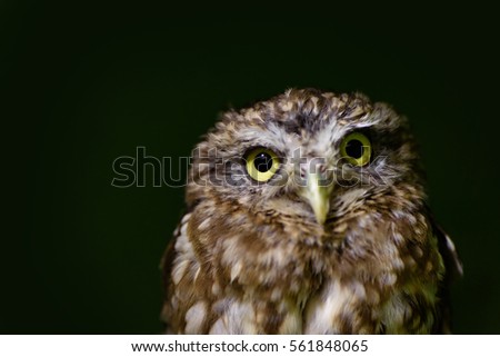portrait of Little owl close up on dark green background