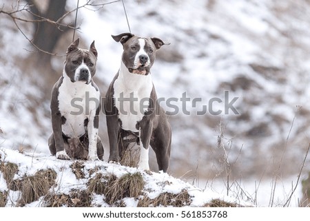 Two Staffordshire terrier in the winter in the park.
