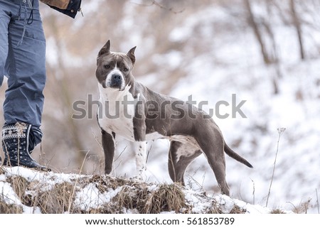 Beautiful blue Staffordshire terrier in the winter in the park.
