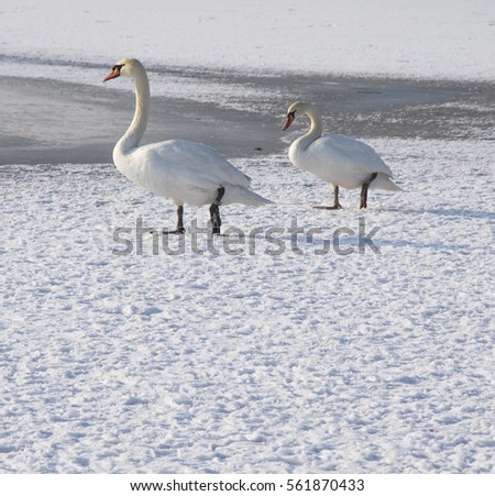 Swan on frozen river in winter photo. Beautiful picture, background, wallpaper 
