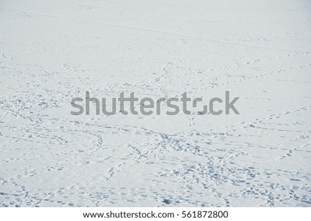 snow ground with a lot of bird trace photo. Beautiful picture, background, wallpaper 
