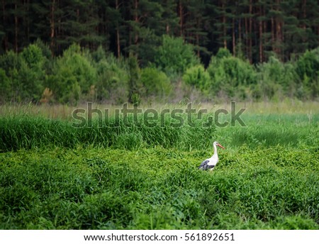 White stork bird in the meadow near forest, natural outdoor landscape.