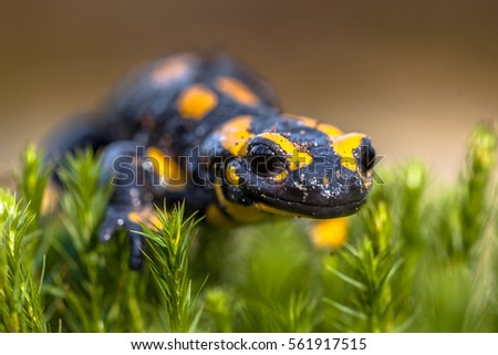 Fire salamander newt (Salamandre salamandre) live in central European  forests and are more common amphibians in hilly areas.