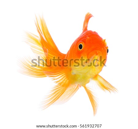 gold fish on white background