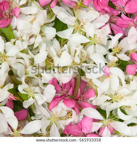Background of Many White and pink Apple flowers. Beautiful Spring Floral Wallpaper Square image. Top view, Flat lay