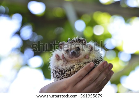 Young hedgehog in hand.