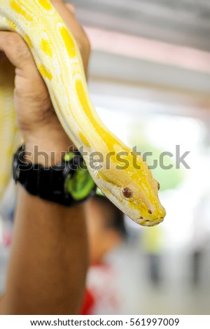A guy holding a close up picture of an albino snake