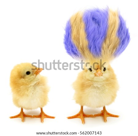 Two chicks one crazy with even crazier hair           Royalty-Free Stock Photo #562007143
