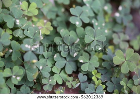 Nature green clover leaves soft focus background. Close up clover leaves