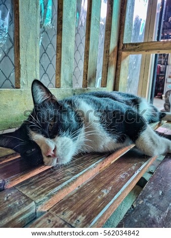 Cat sleeping on wooden chair.