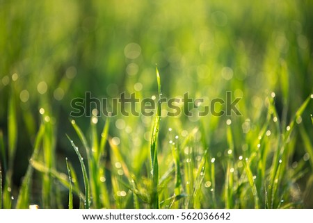 green grass  , sunrise mornings background 