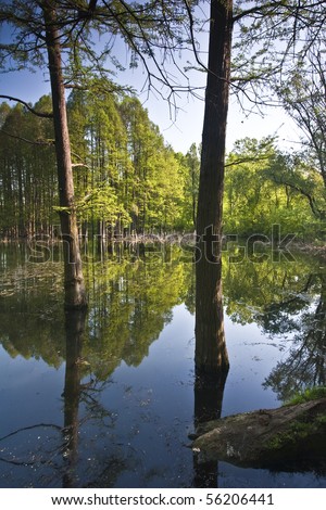 a beautiful green forest reflected in water