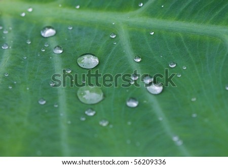 Dew on green leaf