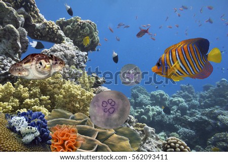 Tropical fish and Hard corals in the Red Sea.