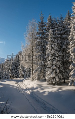 Footpath in the snow, winter conifer forest
