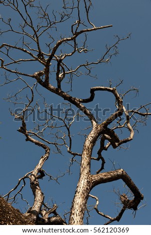 Leafless shedding trees flora branches trunk bark texture closeup abstract conversation with nature sunrise sunset dawn dusk natural light autumn winter