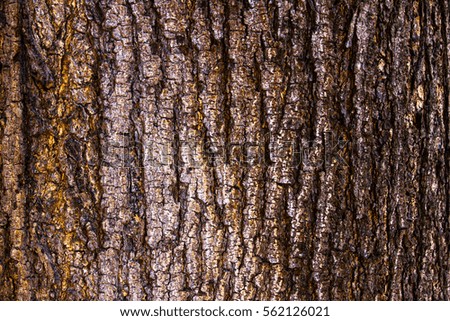 Old wood texture of tree bark. Vector illustration.