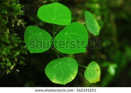 Top view of a leaves in tropical forest. (Selective focusing)