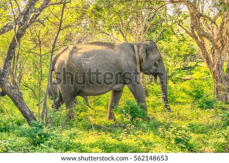 Sri Lanka: wild elephant in jungle of Yala National Park 
