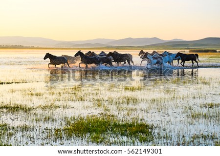 The prairie horses.The photo was taken in general lake,Wulanbutong grasslands.  Royalty-Free Stock Photo #562149301