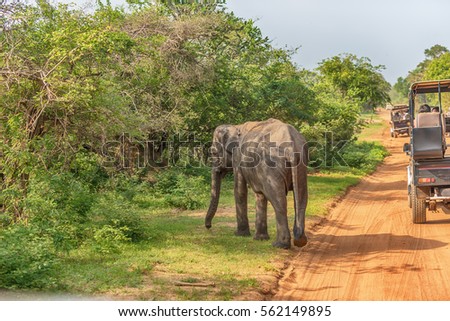 Sri Lanka: wild baby elephant on the road in Yala National Park 
