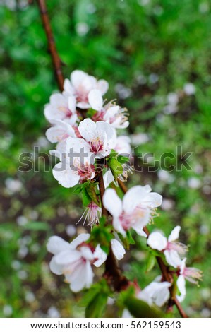 Spring mood nature. Flowering apricot trees. Nature after the rain close-up flower. Spring sun, beautiful macro nature.
