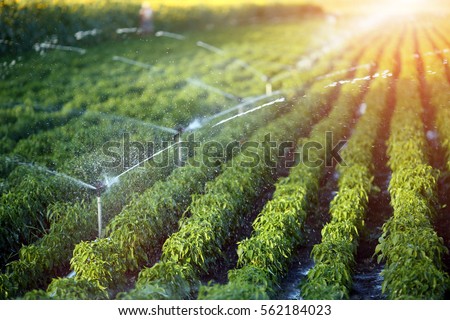 Irrigation system in function watering agricultural plants Royalty-Free Stock Photo #562184023