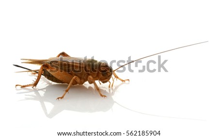 brown cricket in front of white background Royalty-Free Stock Photo #562185904
