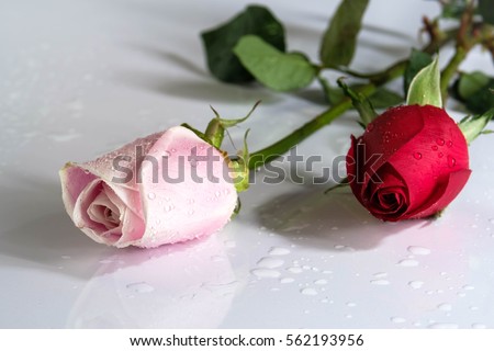 Happy Valentine day with red rose and pink rose on white background / Selective focus image, And space for text