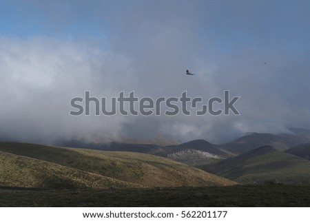 Foggy mountain landscape with bird of prey