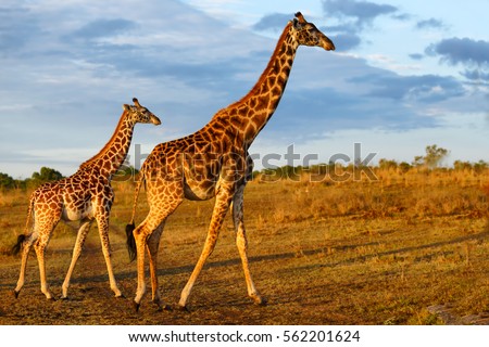 Masai Giraffe with calf in Masai Mara, Kenya